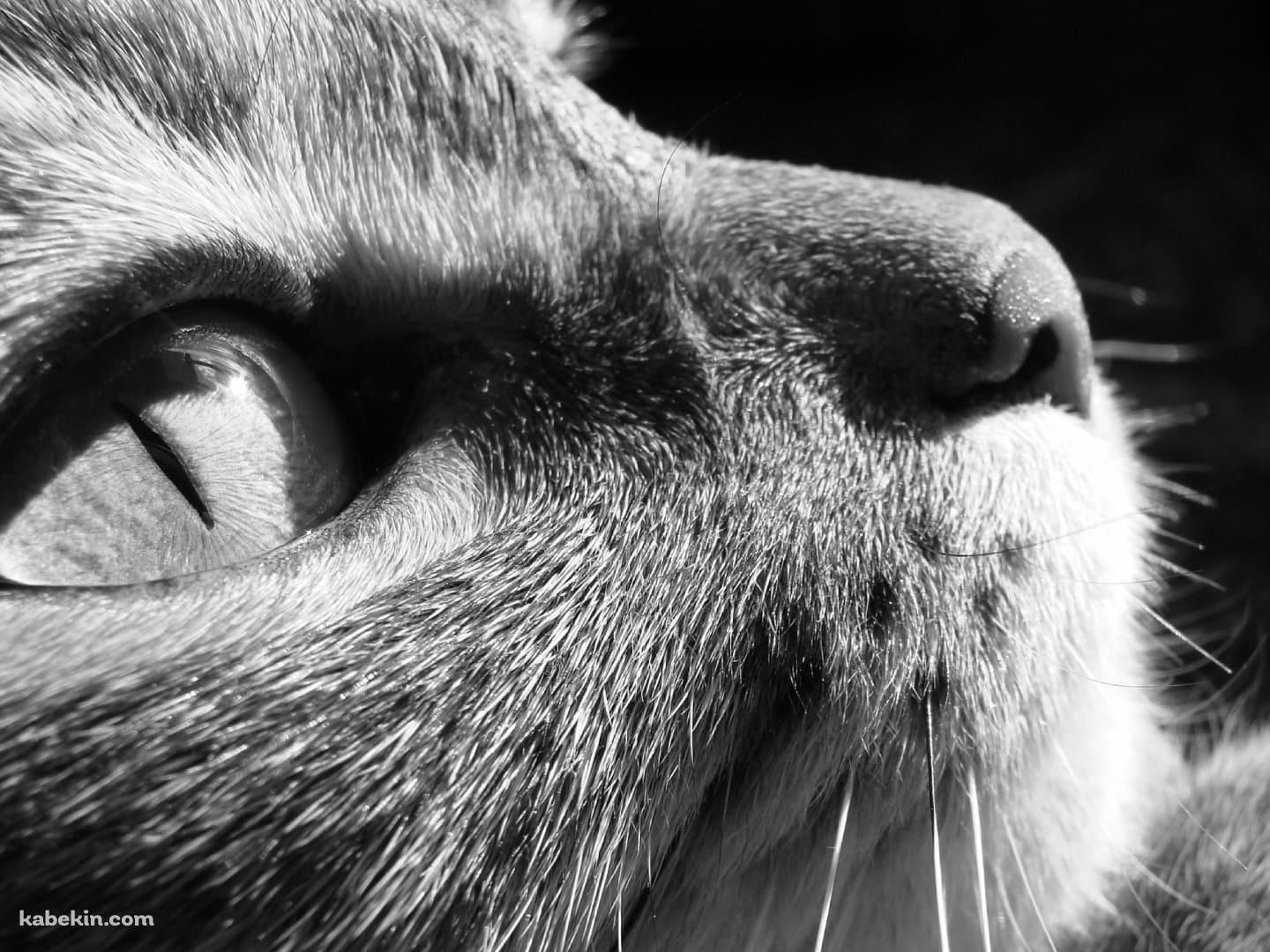 上を見上げる猫 モノクロの壁紙(1440px x 1080px) 高画質 PC・デスクトップ用