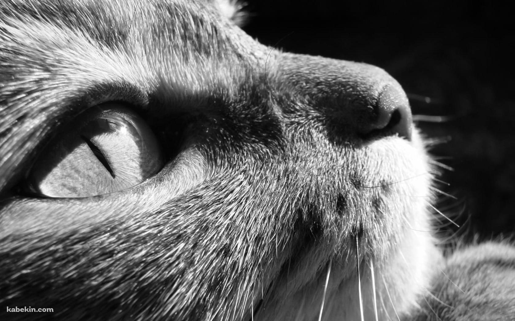 上を見上げる猫 モノクロの壁紙(1680px x 1050px) 高画質 PC・デスクトップ用