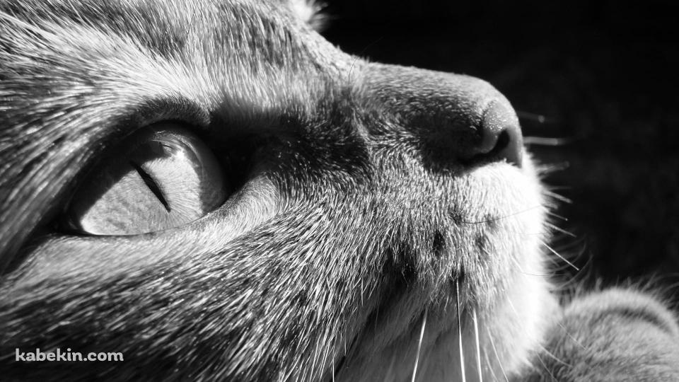 上を見上げる猫 モノクロの壁紙(960px x 540px) 高画質 PC・デスクトップ用