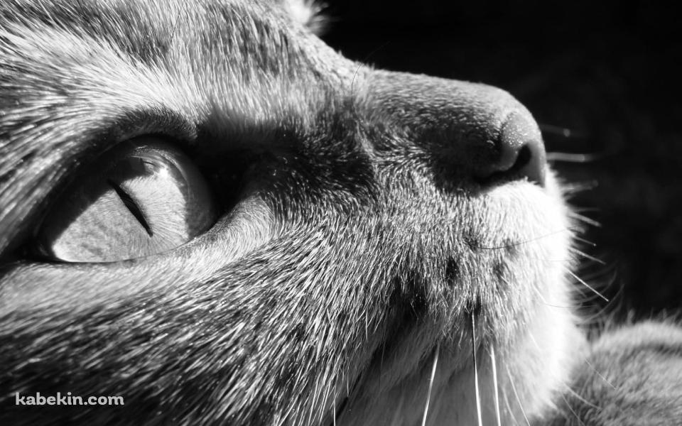 上を見上げる猫 モノクロの壁紙(960px x 600px) 高画質 PC・デスクトップ用