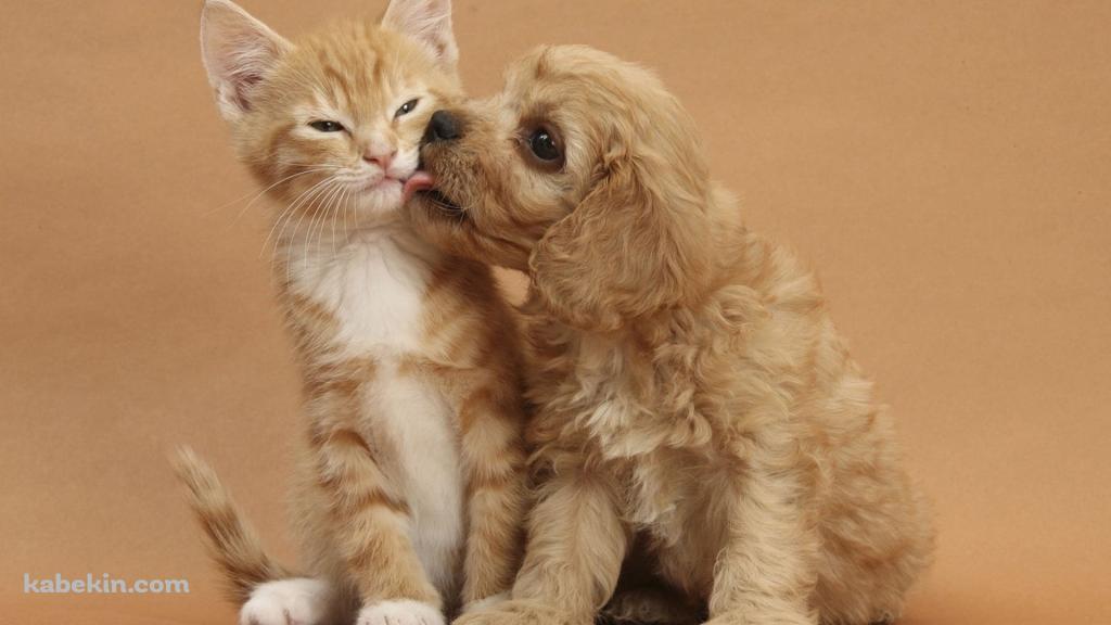 猫の顔を舐める犬の壁紙(1024px x 576px) 高画質 PC・デスクトップ用