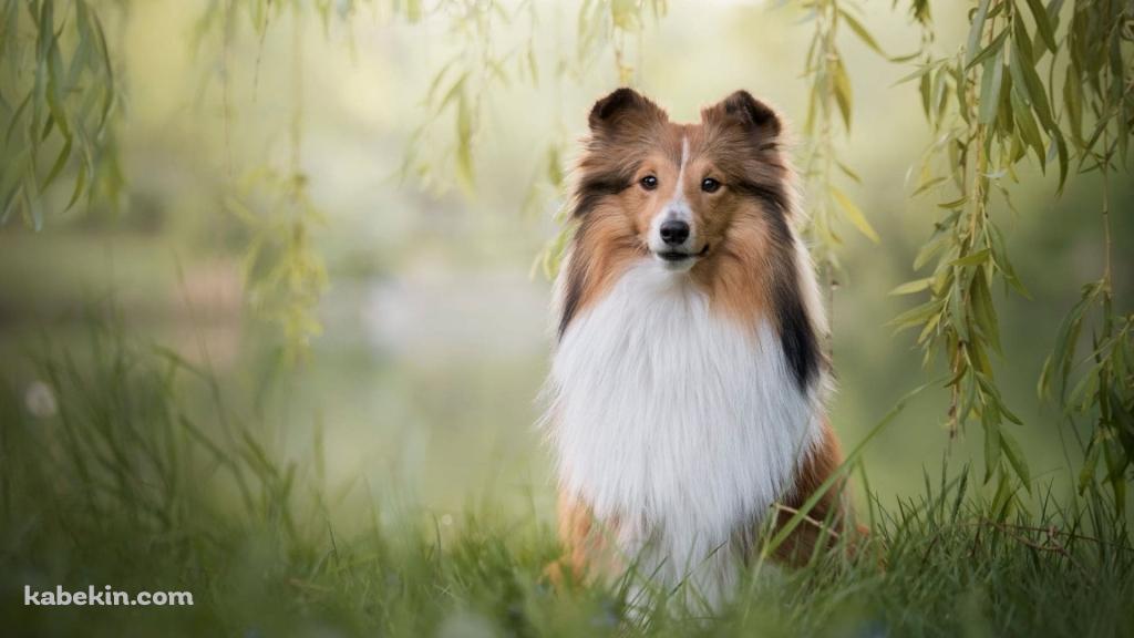 シェットランドシープドッグの壁紙(1024px x 576px) 高画質 PC・デスクトップ用