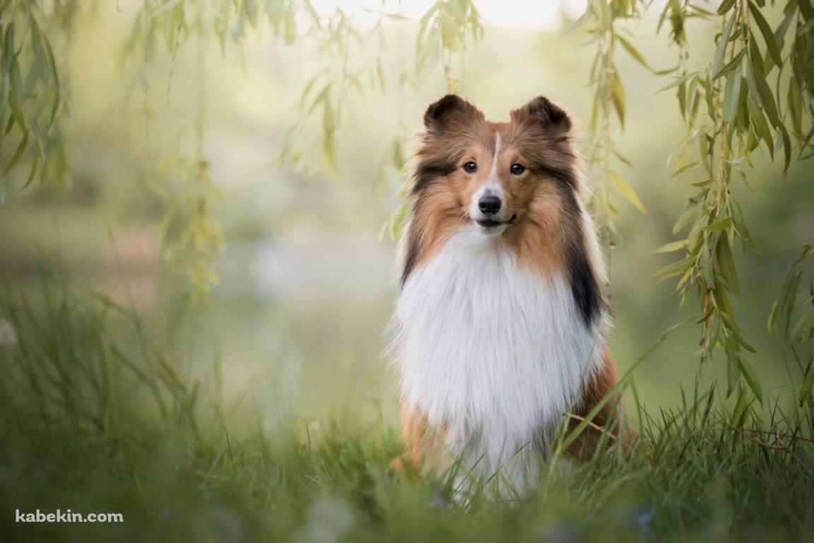 シェットランドシープドッグの壁紙(1152px x 768px) 高画質 PC・デスクトップ用