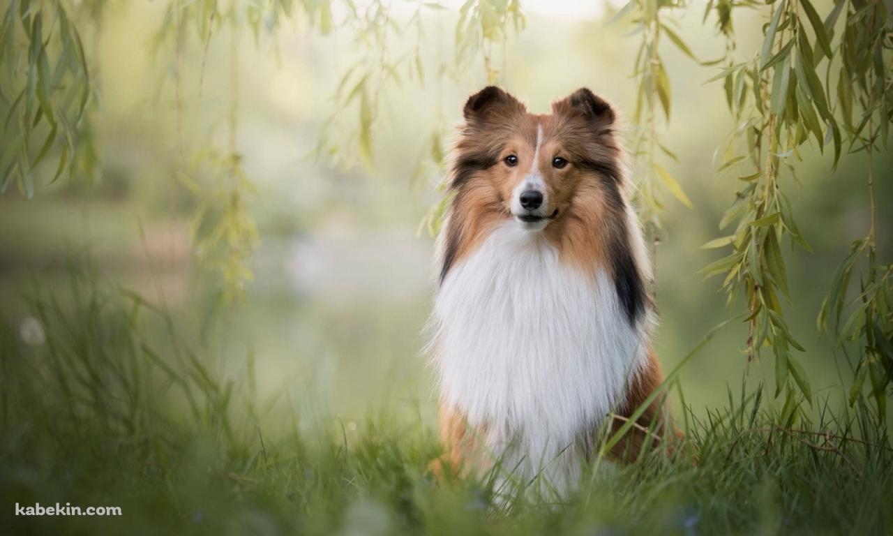 シェットランドシープドッグの壁紙(1280px x 768px) 高画質 PC・デスクトップ用