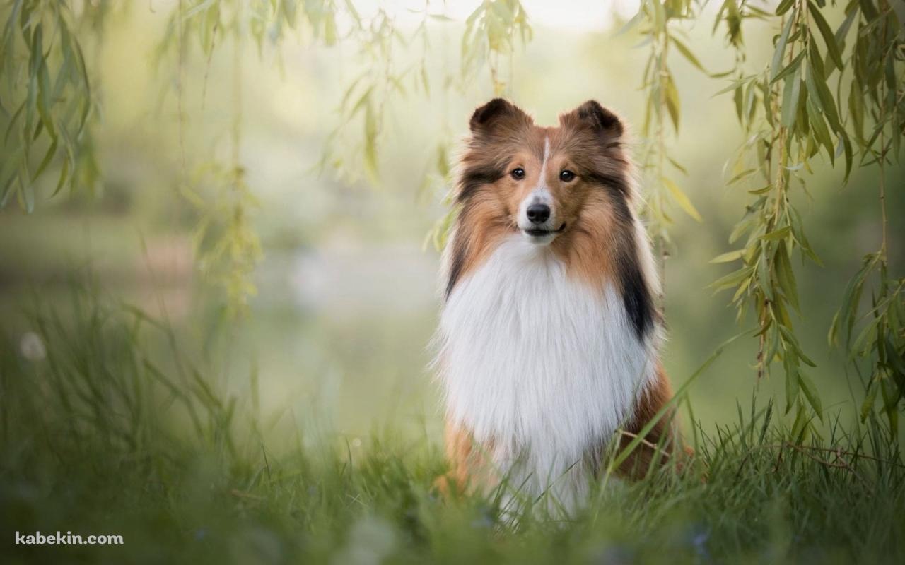 シェットランドシープドッグの壁紙(1280px x 800px) 高画質 PC・デスクトップ用