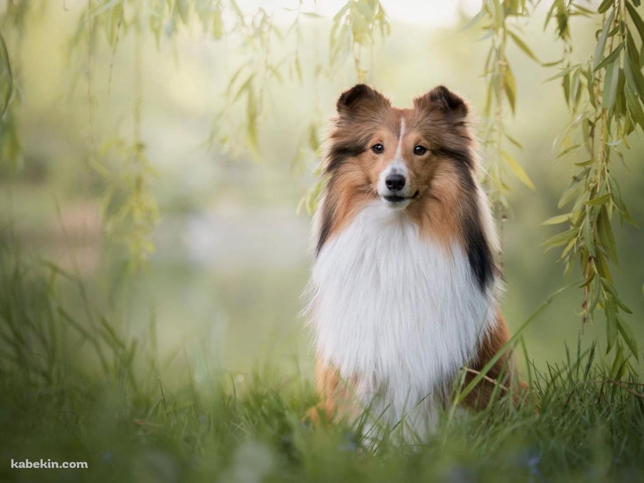 シェットランドシープドッグの壁紙(1280px x 960px) 高画質 PC・デスクトップ用