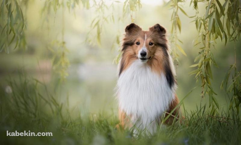 シェットランドシープドッグの壁紙(800px x 480px) 高画質 PC・デスクトップ用