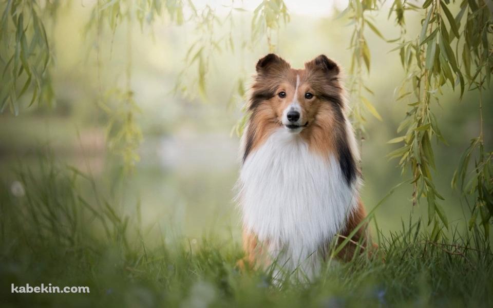 シェットランドシープドッグの壁紙(960px x 600px) 高画質 PC・デスクトップ用