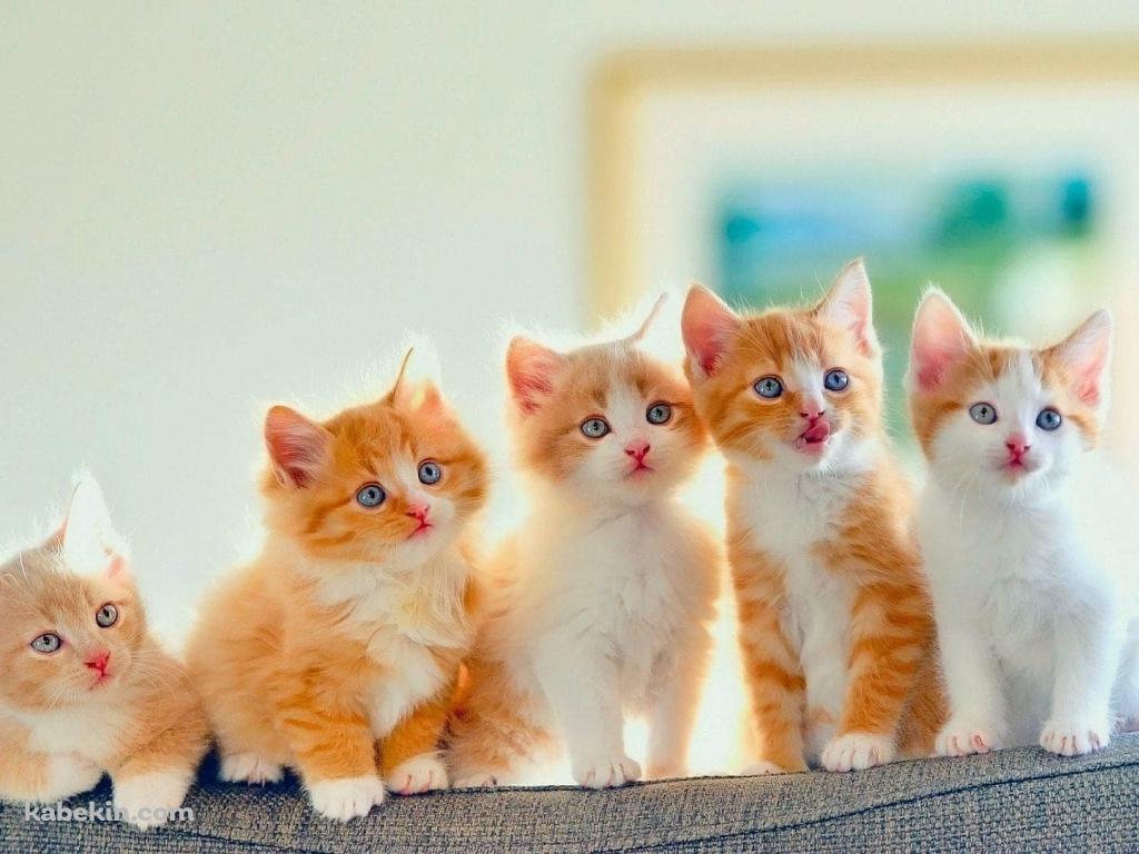かわいい子猫 五つ子の壁紙(1024px x 768px) 高画質 PC・デスクトップ用