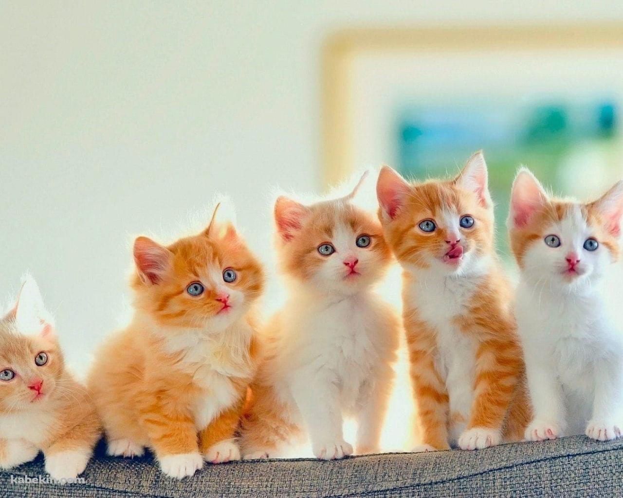 かわいい子猫 五つ子の壁紙(1280px x 1024px) 高画質 PC・デスクトップ用