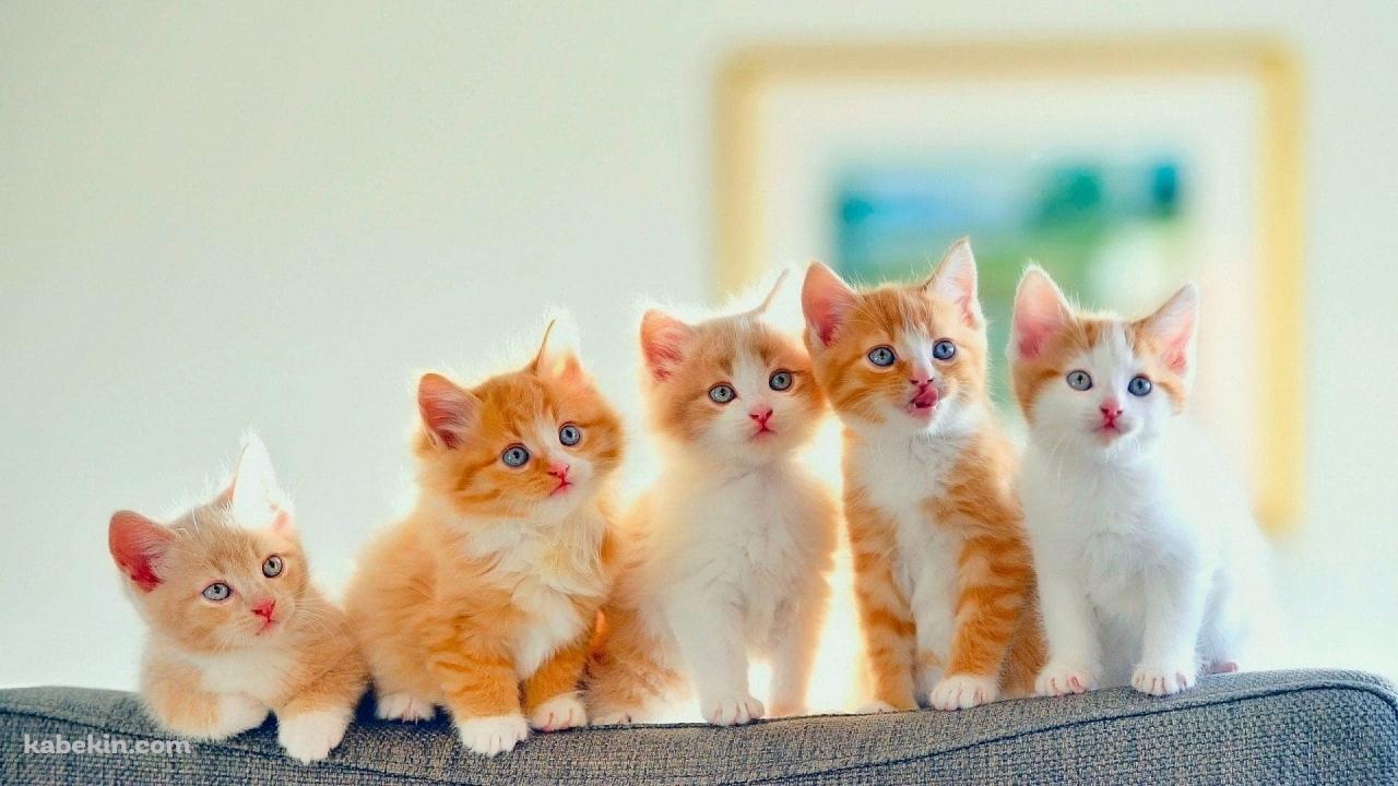 かわいい子猫 五つ子の壁紙(1280px x 720px) 高画質 PC・デスクトップ用
