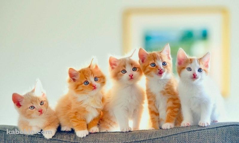 かわいい子猫 五つ子の壁紙(800px x 480px) 高画質 PC・デスクトップ用