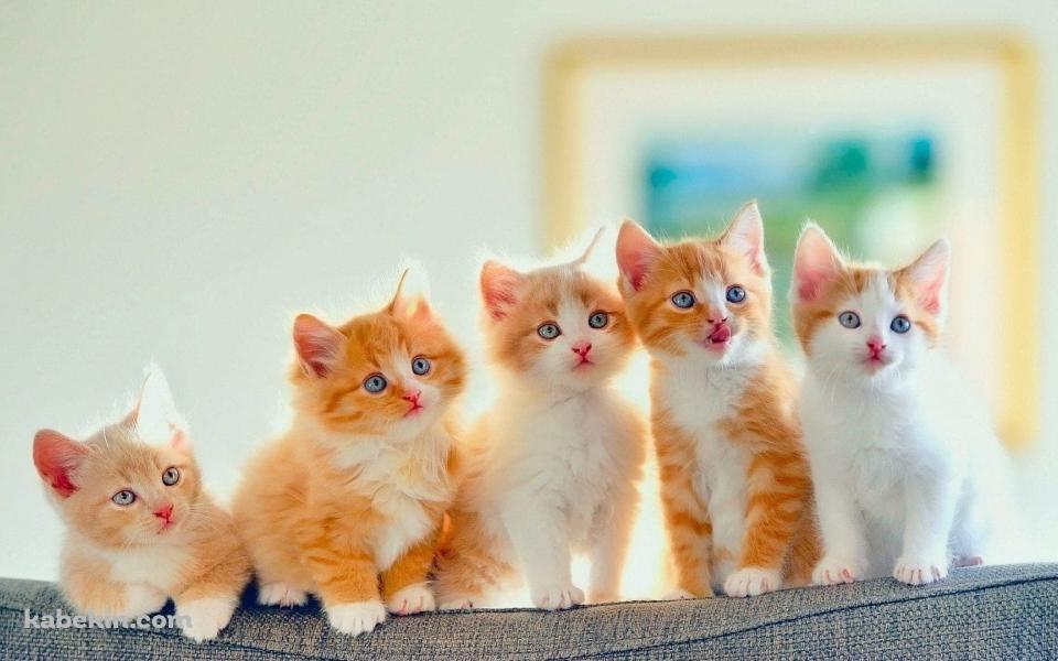 かわいい子猫 五つ子の壁紙(960px x 600px) 高画質 PC・デスクトップ用
