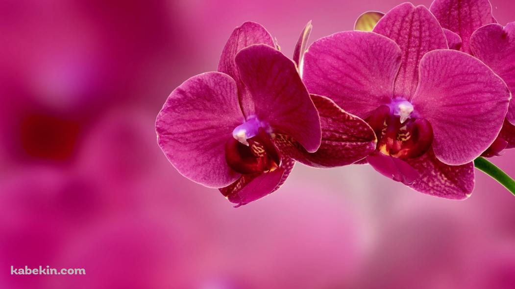 ピンクの蘭の花の壁紙(1051px x 591px) 高画質 PC・デスクトップ用