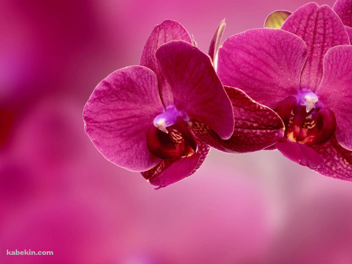 ピンクの蘭の花の壁紙(1152px x 864px) 高画質 PC・デスクトップ用