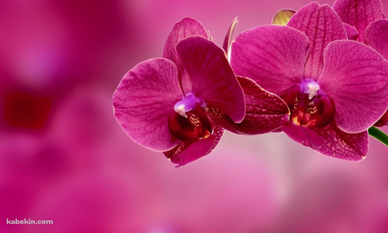 ピンクの蘭の花の壁紙(1280px x 768px) 高画質 PC・デスクトップ用