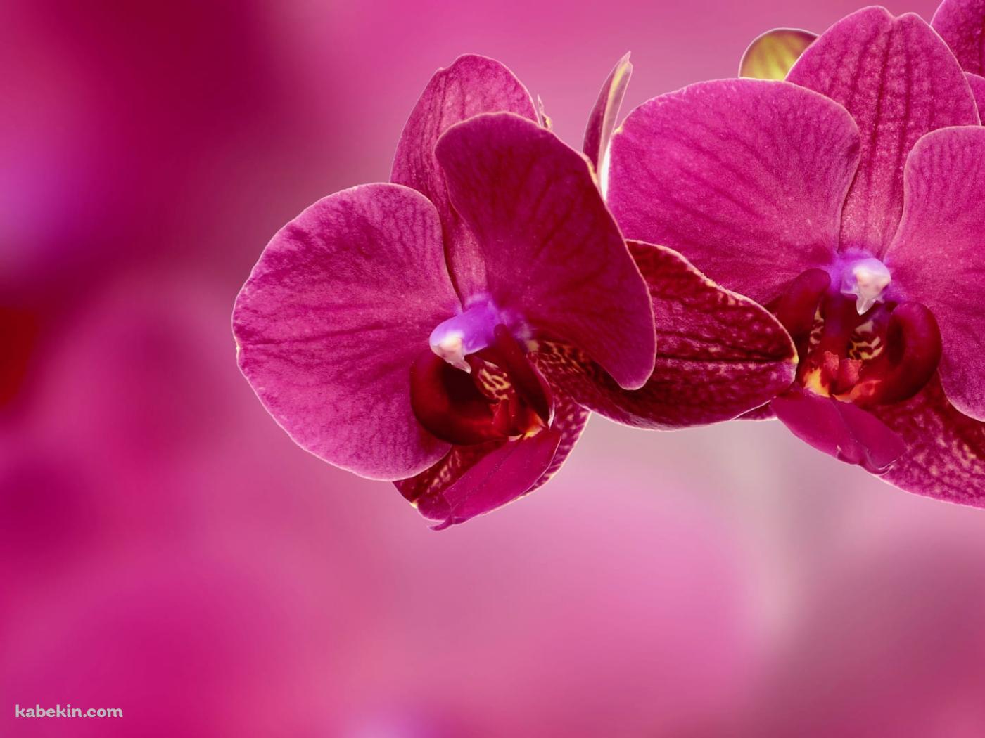 ピンクの蘭の花の壁紙(1400px x 1050px) 高画質 PC・デスクトップ用