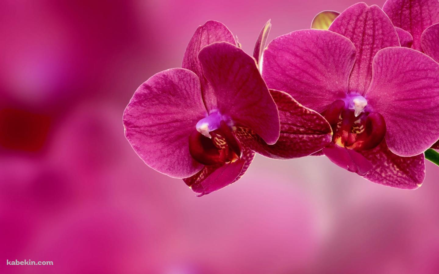 ピンクの蘭の花の壁紙(1440px x 900px) 高画質 PC・デスクトップ用