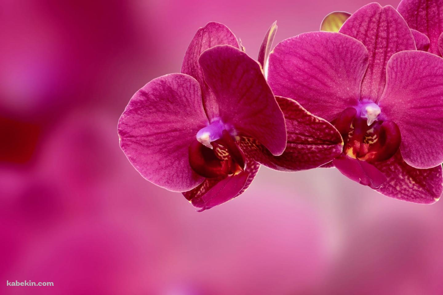 ピンクの蘭の花の壁紙(1440px x 960px) 高画質 PC・デスクトップ用