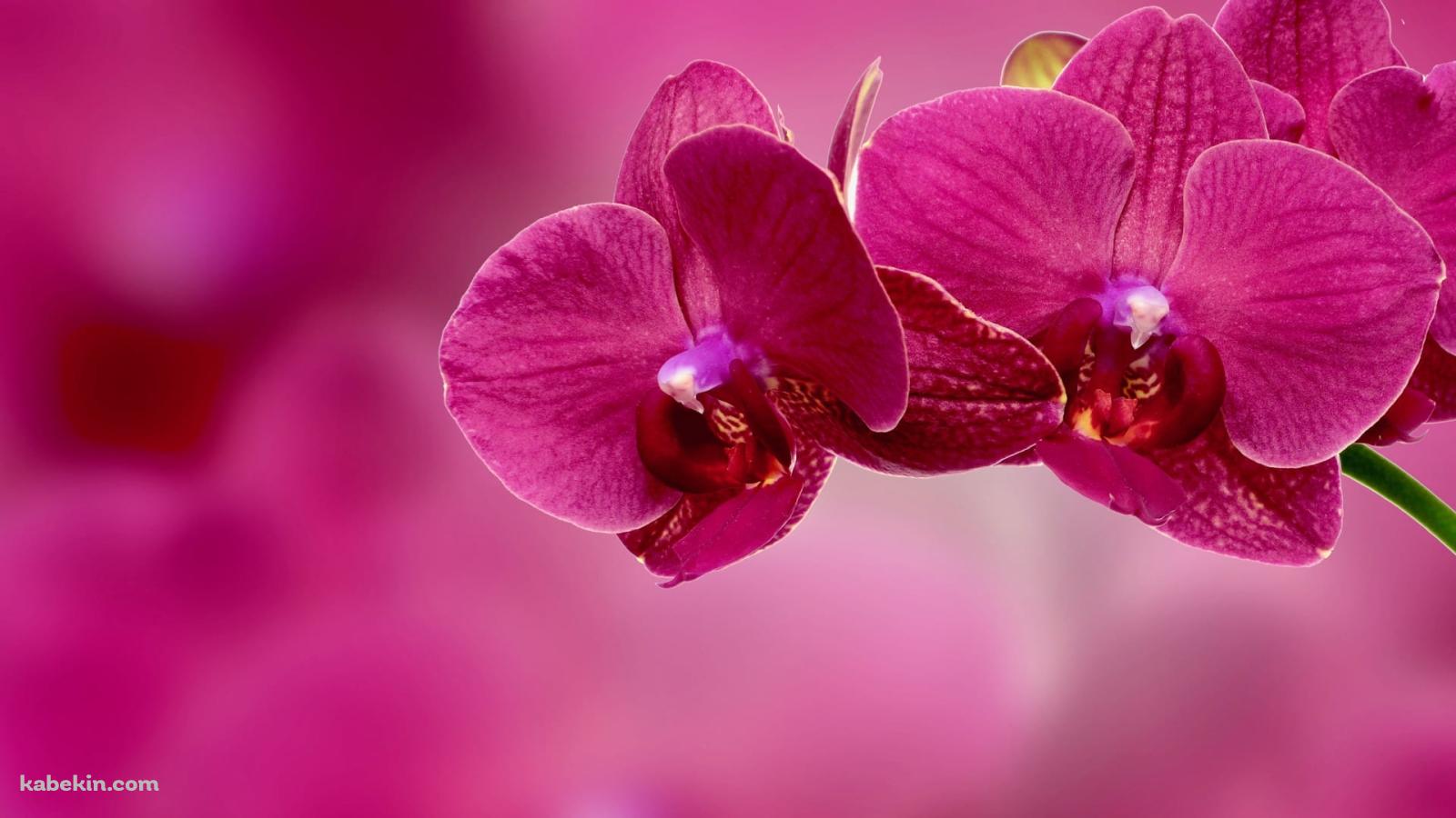 ピンクの蘭の花の壁紙(1600px x 900px) 高画質 PC・デスクトップ用