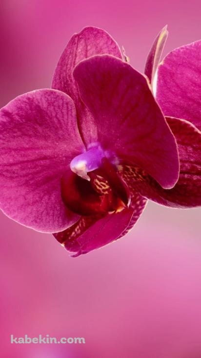 ピンクの蘭の花の壁紙(412px x 732px) 高画質 PC・デスクトップ用