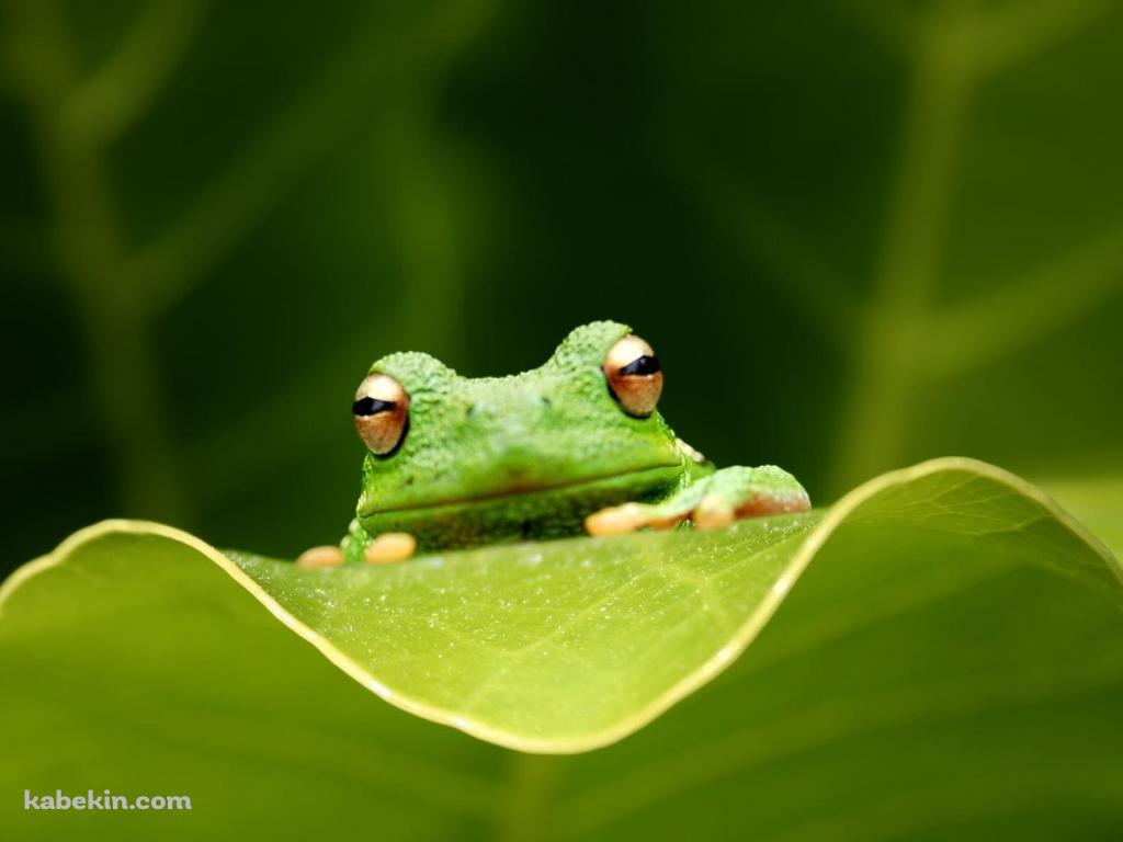 葉っぱとかわいい緑のカエル / 爬虫類の壁紙(1024px x 768px) 高画質 PC・デスクトップ用