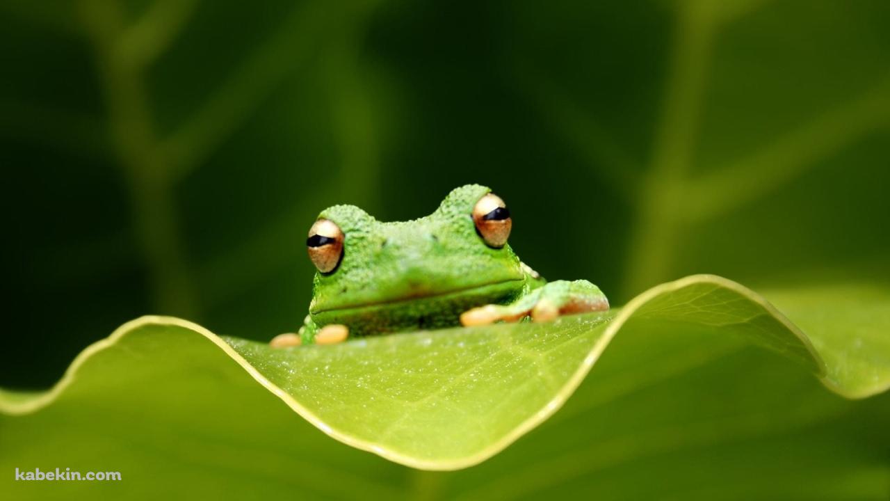 葉っぱとかわいい緑のカエル / 爬虫類の壁紙(1280px x 720px) 高画質 PC・デスクトップ用