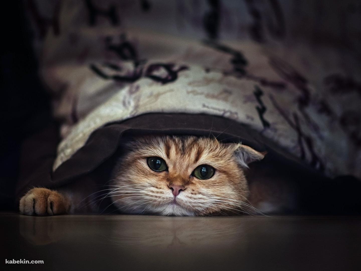 コタツと猫の壁紙(1440px x 1080px) 高画質 PC・デスクトップ用