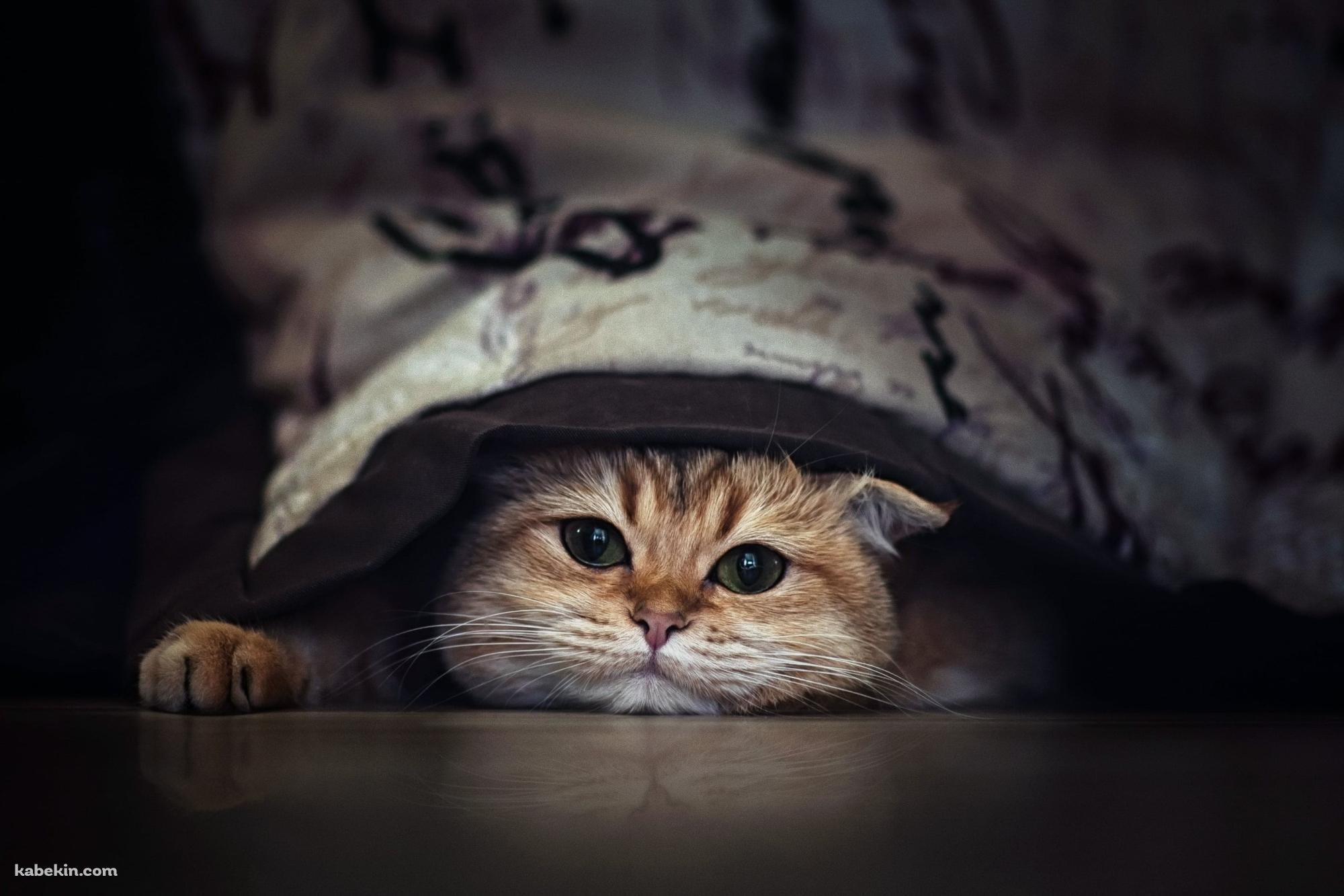 コタツと猫の壁紙(2000px x 1333px) 高画質 PC・デスクトップ用