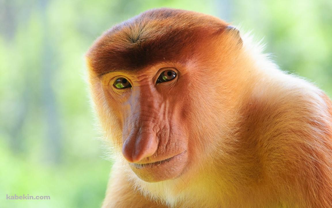 鼻が長いテングザルの壁紙(1152px x 720px) 高画質 PC・デスクトップ用