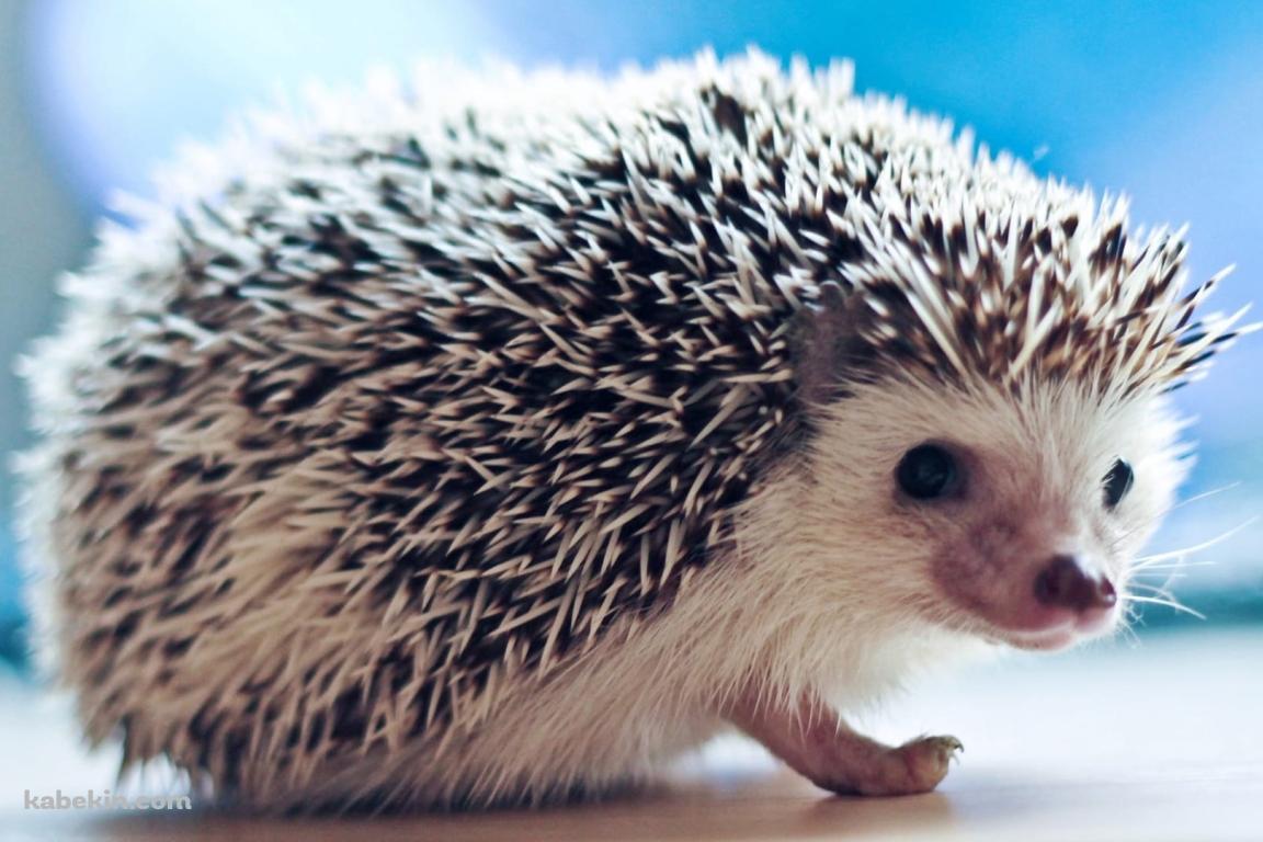 かわいいハリネズミの壁紙(1152px x 768px) 高画質 PC・デスクトップ用