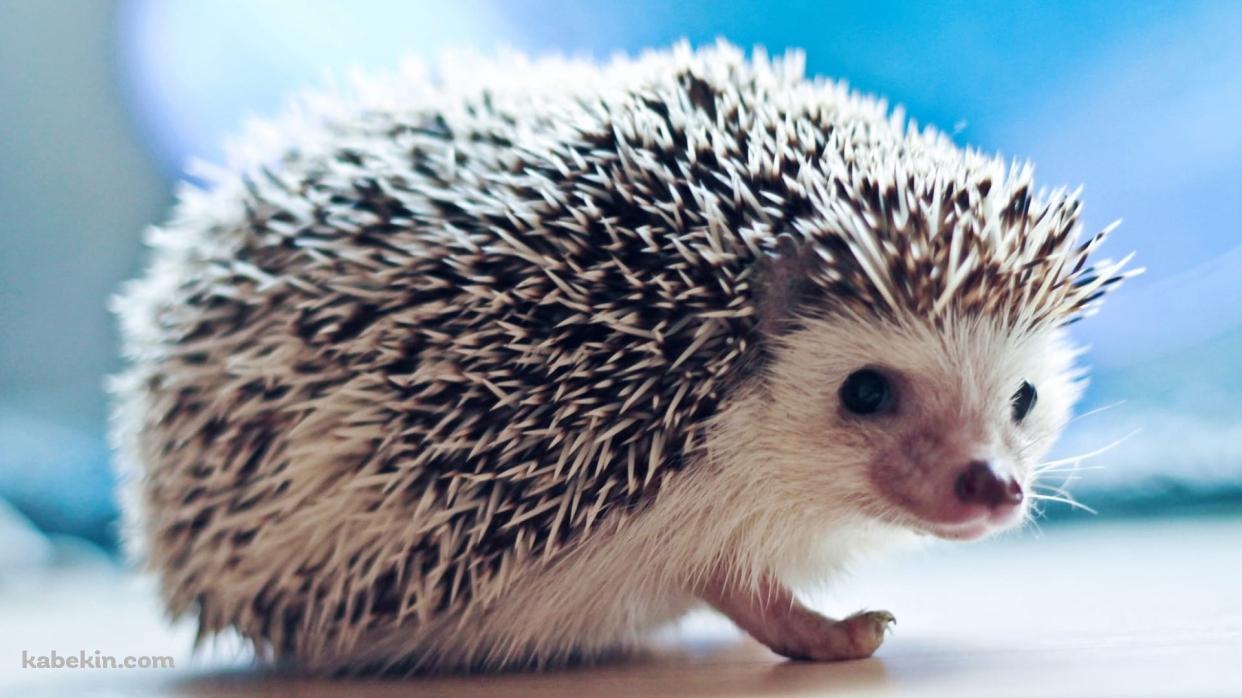 かわいいハリネズミの壁紙(1242px x 698px) 高画質 PC・デスクトップ用