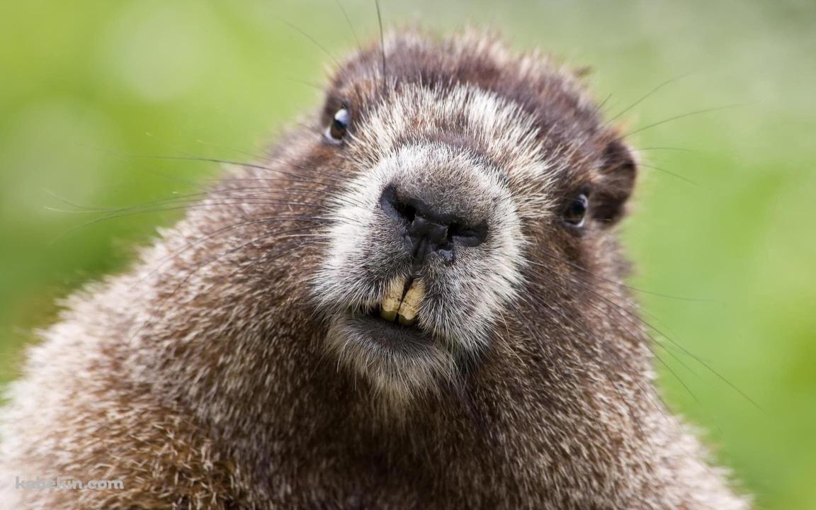 ビーバーの顔 正面 剥きだしの歯の壁紙(1152px x 720px) 高画質 PC・デスクトップ用