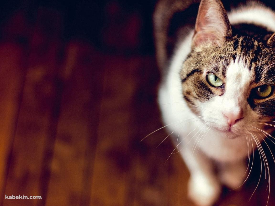 こっちを見つめる精悍な猫の壁紙(1152px x 864px) 高画質 PC・デスクトップ用