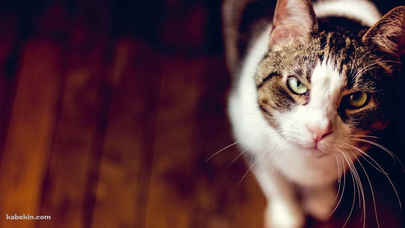 こっちを見つめる精悍な猫の壁紙(1391px x 783px) 高画質 PC・デスクトップ用