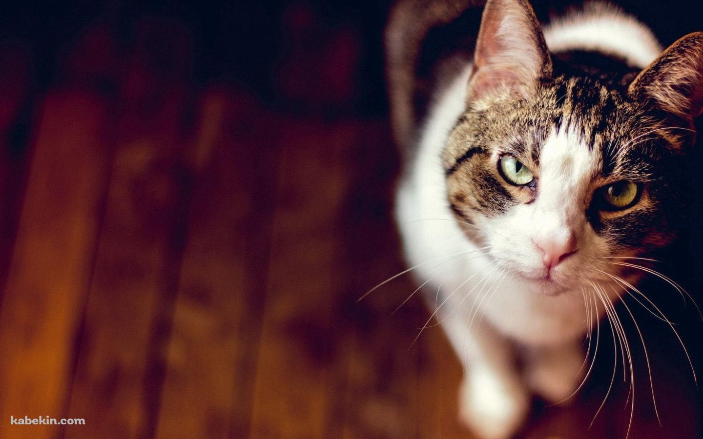 こっちを見つめる精悍な猫の壁紙(1440px x 900px) 高画質 PC・デスクトップ用