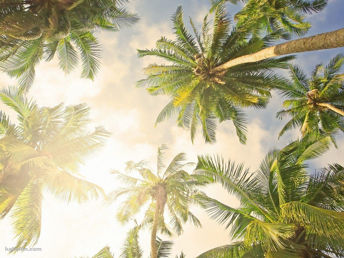 下から見上げた椰子の木の壁紙(1440px x 1080px) 高画質 PC・デスクトップ用