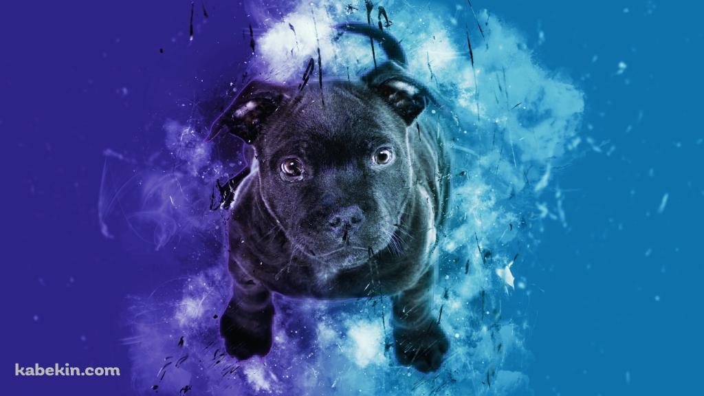 黒い子犬 / 青・紫の壁紙(1024px x 576px) 高画質 PC・デスクトップ用