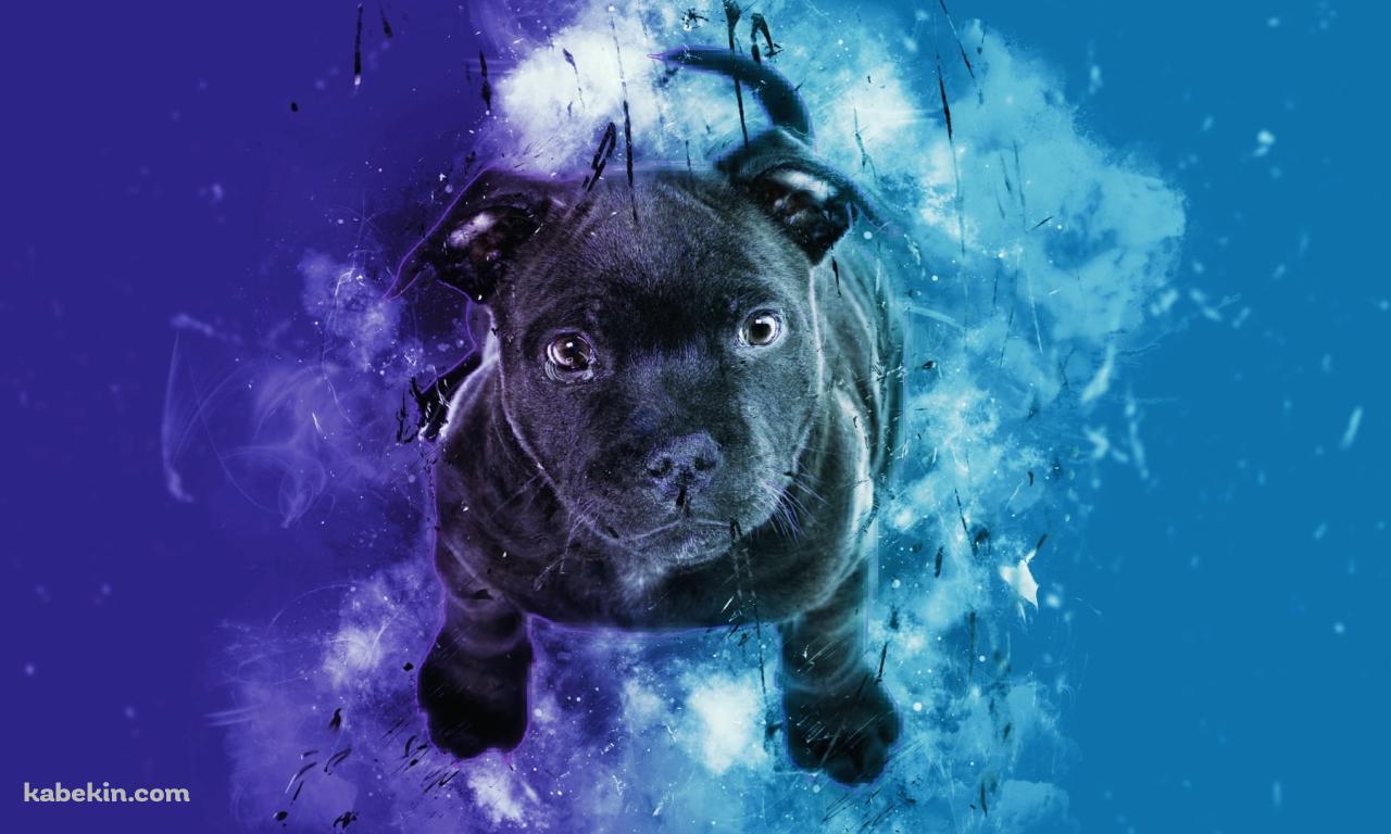 黒い子犬 / 青・紫の壁紙(1280px x 768px) 高画質 PC・デスクトップ用