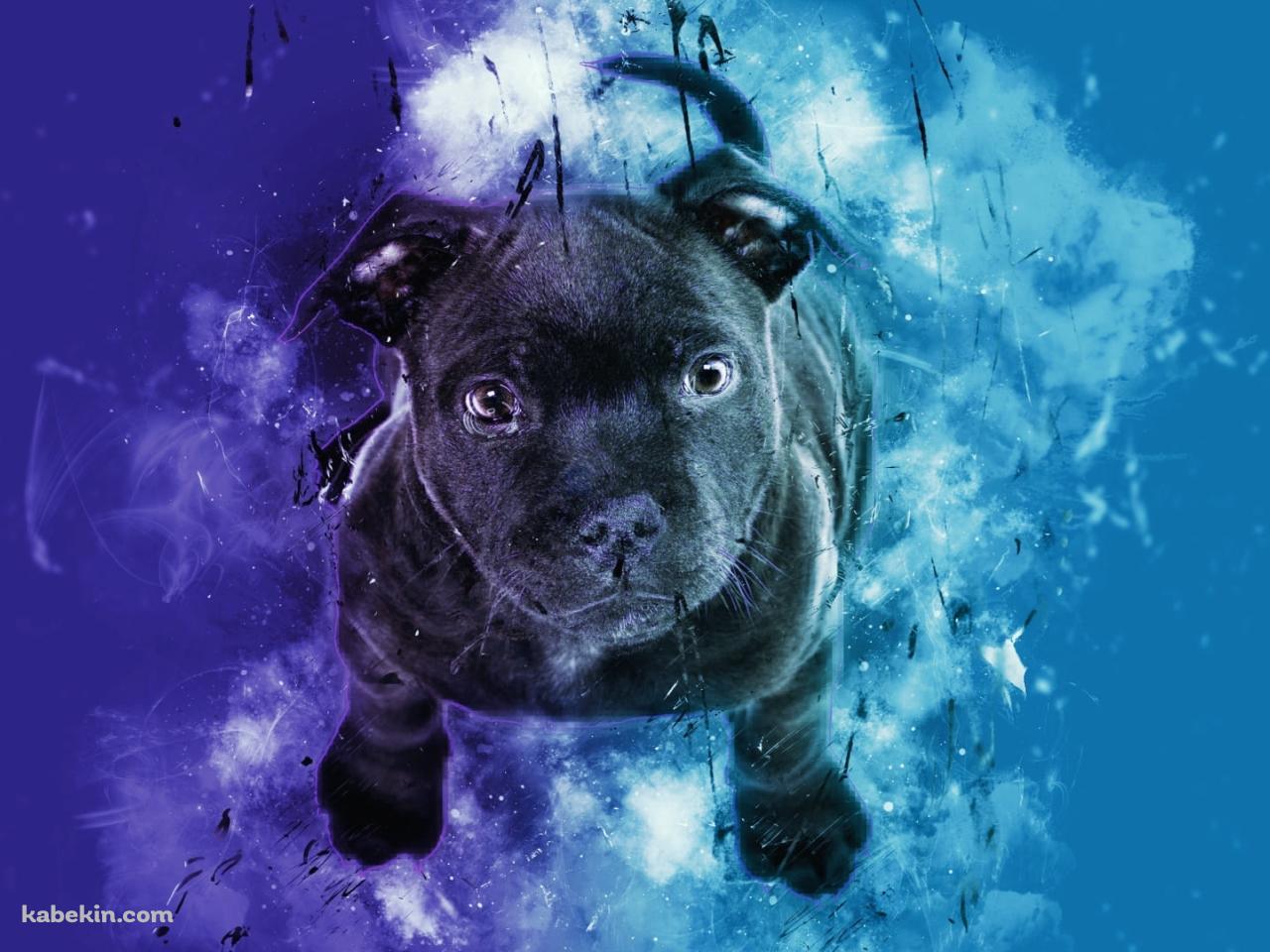 黒い子犬 / 青・紫の壁紙(1280px x 960px) 高画質 PC・デスクトップ用