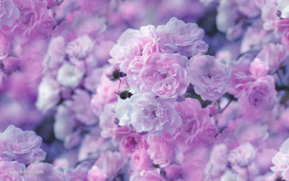 綺麗な紫の薔薇の壁紙(1152px x 720px) 高画質 PC・デスクトップ用