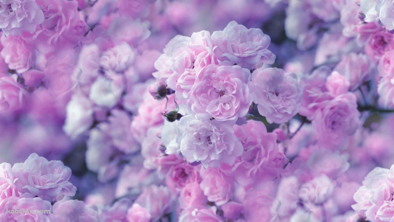 綺麗な紫の薔薇の壁紙(1366px x 768px) 高画質 PC・デスクトップ用