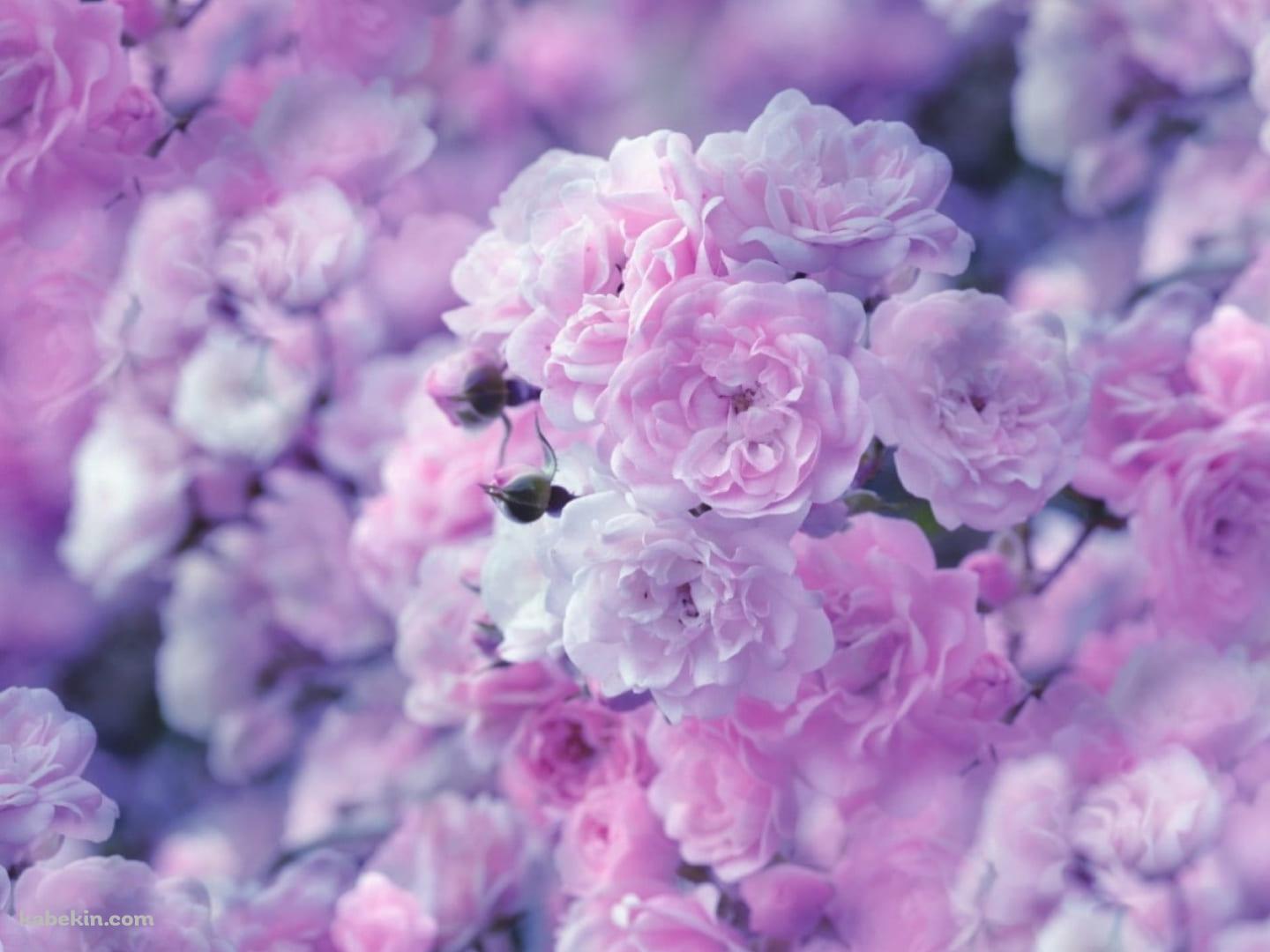 綺麗な紫の薔薇の壁紙(1440px x 1080px) 高画質 PC・デスクトップ用