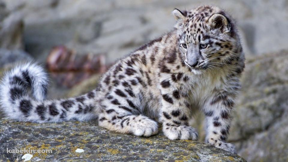 ユキヒョウ 子供の壁紙(960px x 540px) 高画質 PC・デスクトップ用
