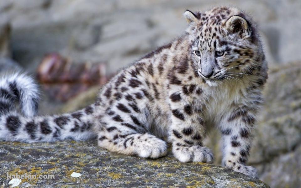ユキヒョウ 子供の壁紙(960px x 600px) 高画質 PC・デスクトップ用