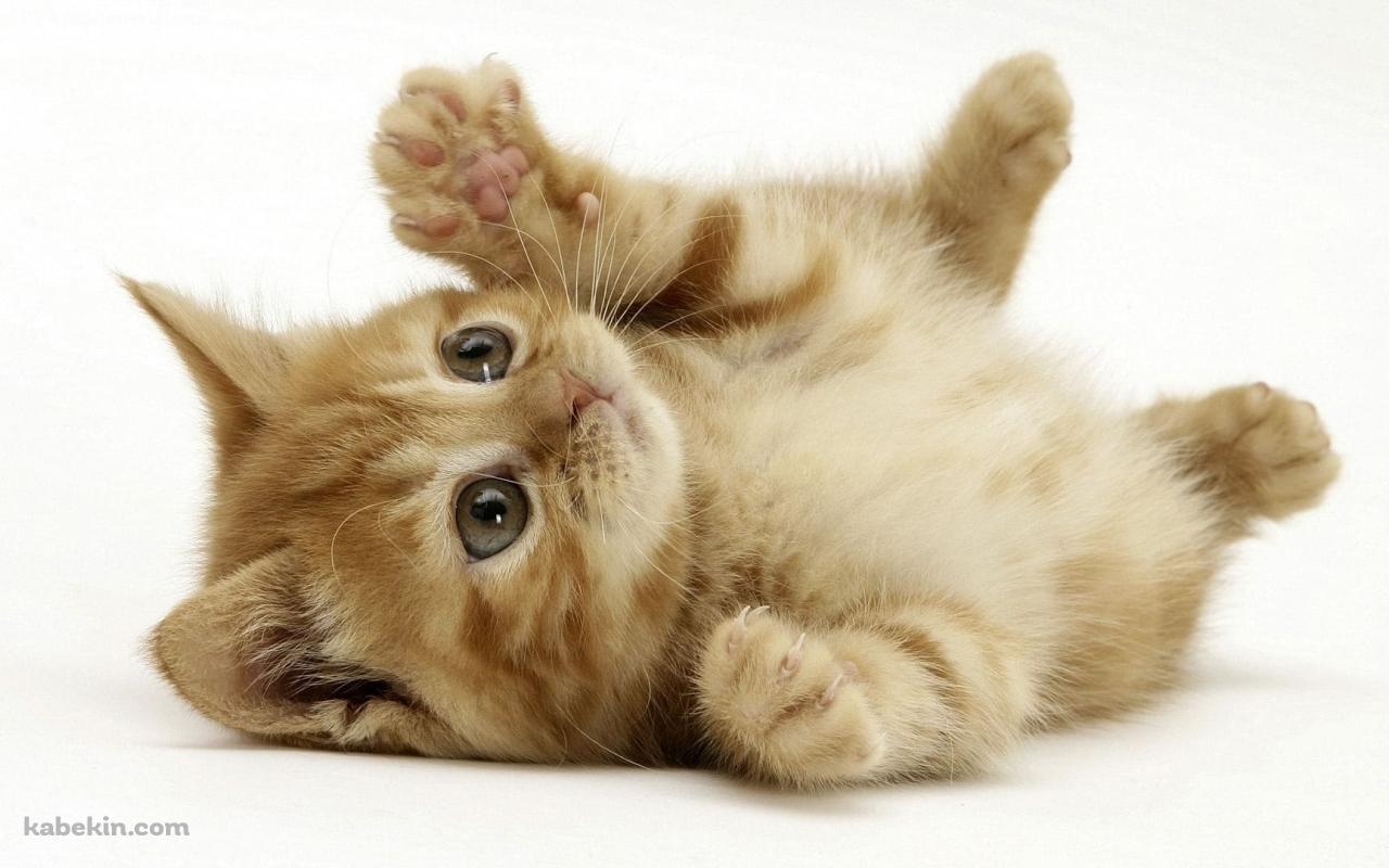 仰向けのかわいい子猫の壁紙(1280px x 800px) 高画質 PC・デスクトップ用