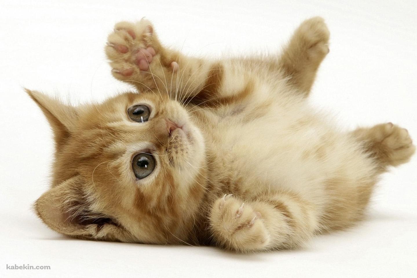 仰向けのかわいい子猫の壁紙(1440px x 960px) 高画質 PC・デスクトップ用