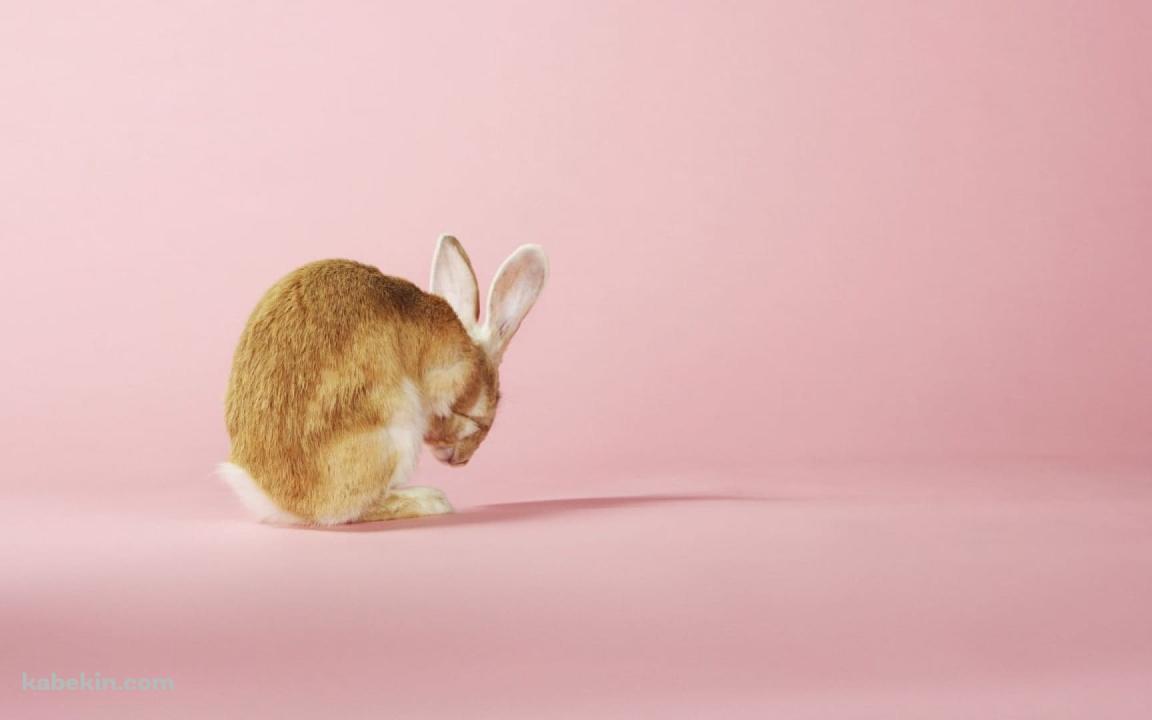 茶色い兎 / ピンクの壁紙(1152px x 720px) 高画質 PC・デスクトップ用