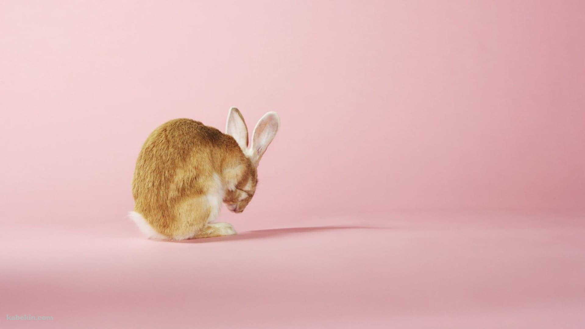 茶色い兎 / ピンクの壁紙(1920px x 1080px) 高画質 PC・デスクトップ用
