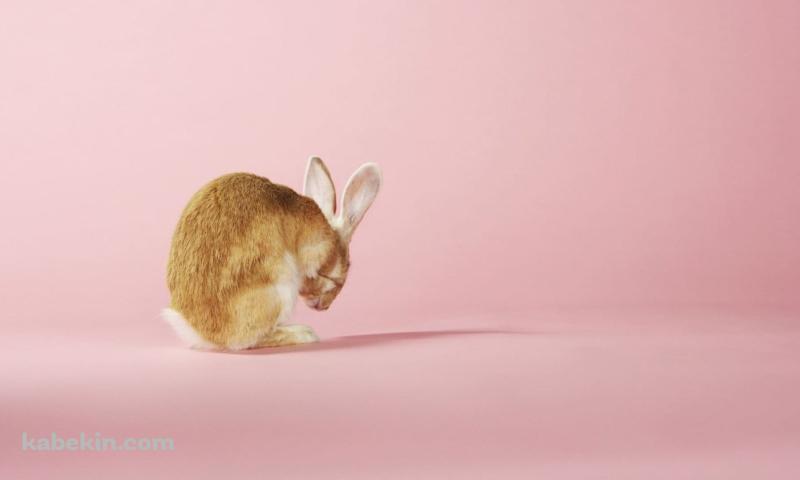 茶色い兎 / ピンクの壁紙(800px x 480px) 高画質 PC・デスクトップ用